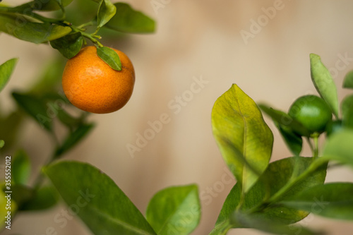 Wallpaper Mural oranges on tree Torontodigital.ca