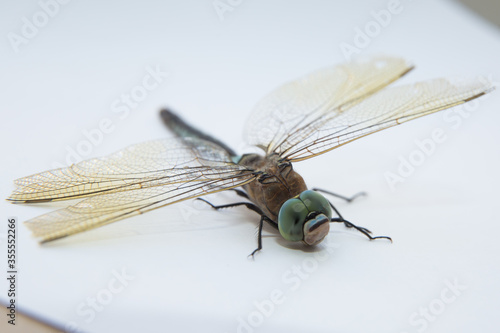 Darners Aeshnidae . Southern Hawker dragonfly Blue Darner on white background . Aeshna cyanea . Blue-eyed darners Dave Welling Nature Photography .