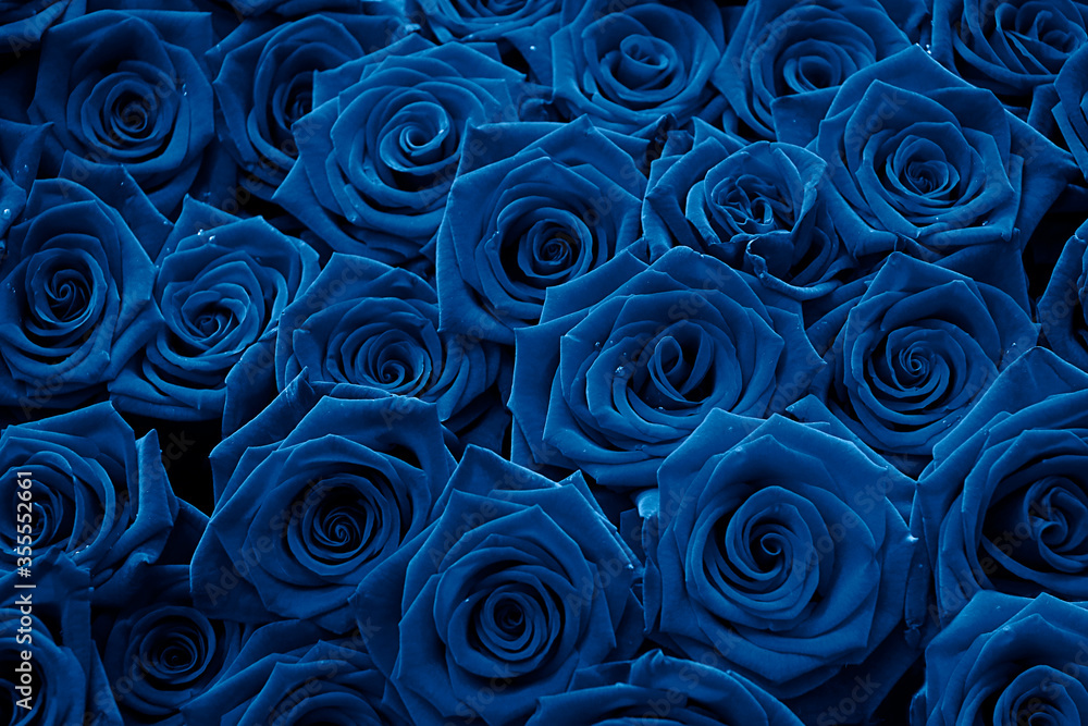 Fototapeta A dozen of velvet red roses close up,colored in blue color,color of the year 2020.Beautiful bouquet.Floral background for design or text.Gorgeous red abstract backdrop.