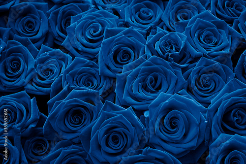 A dozen of velvet red roses close up,colored in blue color,color of the year 2020.Beautiful bouquet.Floral background for design or text.Gorgeous red abstract backdrop.