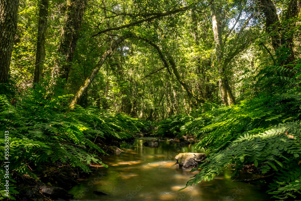 Obraz premium Forest river with dense tropical vegetation and waterfalls