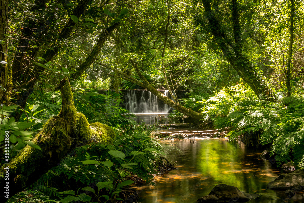 Obraz premium Forest river with dense tropical vegetation and waterfalls