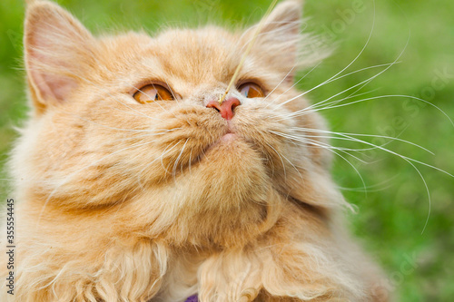 red persian cat