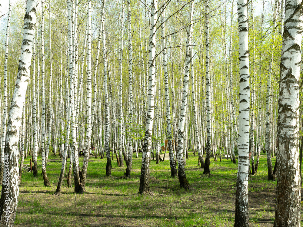 Obraz premium Green birch forest in the spring. Grove of birch trees with green leaves in spring