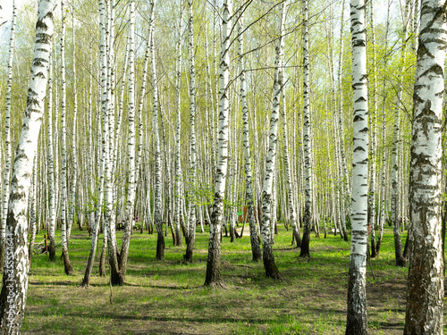 Green birch forest in the spring. Grove of birch trees with green leaves in spring