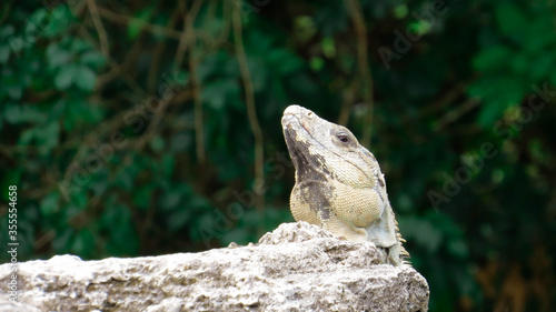 Iguana asomando su cabeza por una roca