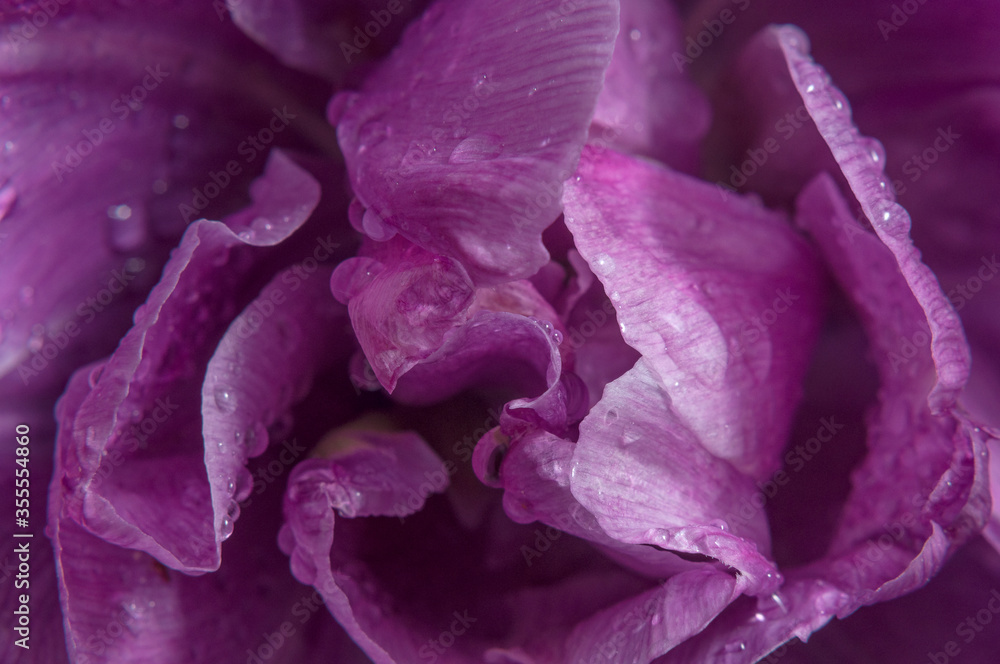 Macro photo of a purple Tulip with drops after rain. Backgrounds, textures, and abstractions. Macro photo of a purple Tulip with drops after rain. Backgrounds, textures, and abstractions.