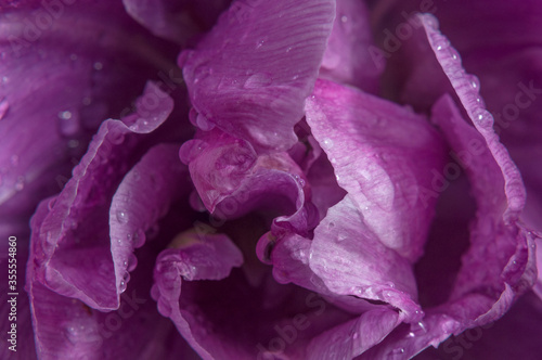 Macro photo of a purple Tulip with drops after rain. Backgrounds, textures, and abstractions.