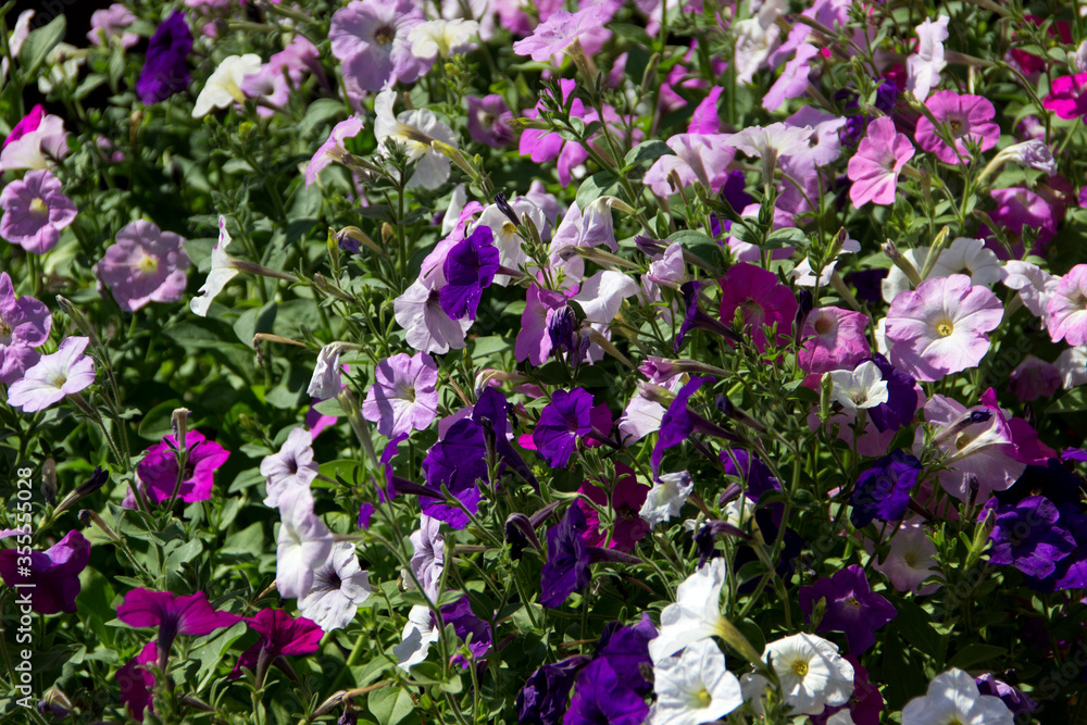 Flowerbed with beautiful multi-colored petunias. The nightshade family.. Flowerbed with beautiful multi-colored petunias. The nightshade family..