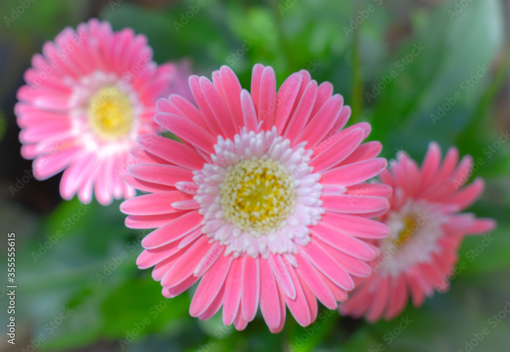 Vibrant pink and red daisy with a sunburst of yellow reach for the sun in a pretty garden.