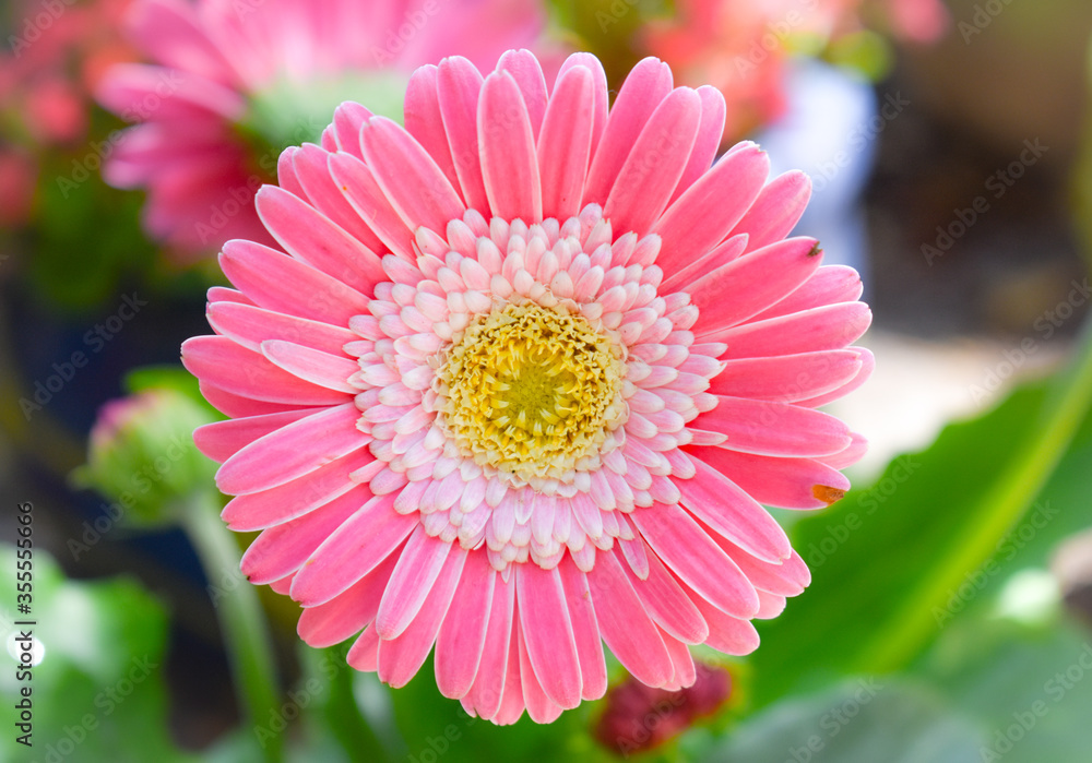 Vibrant pink and red daisy with a sunburst of yellow reach for the sun in a pretty garden. Vibrant pink and red daisy with a sunburst of yellow reach for the sun in a pretty garden.