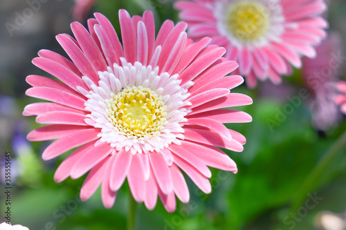 Vibrant pink and red daisy with a sunburst of yellow reach for the sun in a pretty garden.