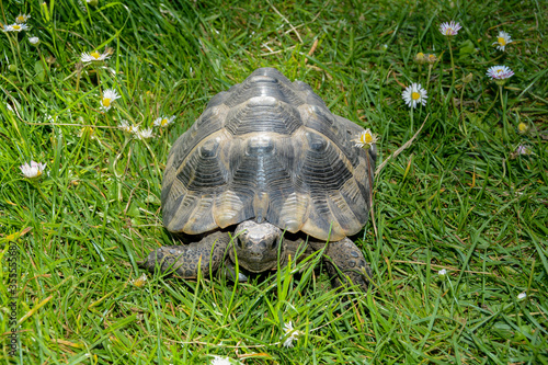 A turtle from the front, looks ahead through the grass