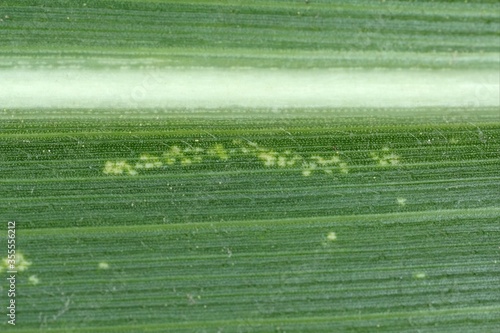 Maize leafhopper (Zyginidia scutellaris) pest of corn crop. photo