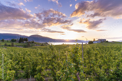 A beautiful sunset Over The Vineyards of the Okanagan wine valleys and Okanagan Lake