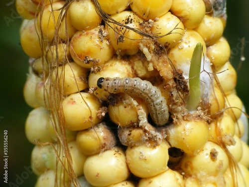 Caterpillar of The European corn borer or borer or high-flyer (Ostrinia nubilalis) on corn cob and grains. It is a moth of the family Crambidae. It is a one of most important pest of corn crop. photo