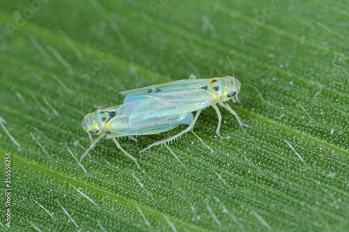 Maize leafhopper (Zyginidia scutellaris) pest of corn crop. photo