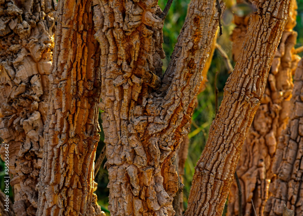 Fototapeta premium tree bark texture