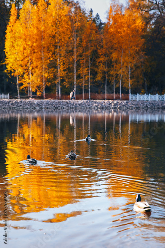 lake in autumn park
