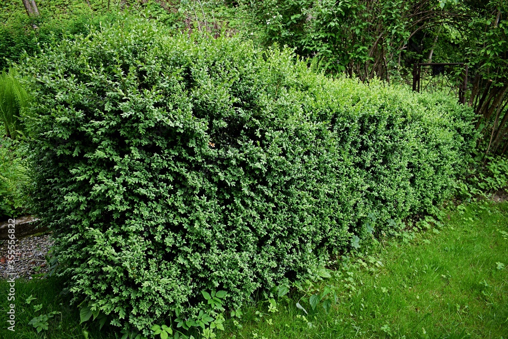 Buxus hedge before trimming Buxus hedge before trimming