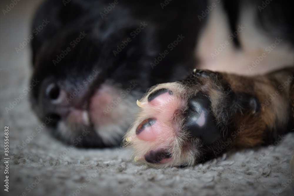 Beautiful rescued puppy sleeping after eating Beautiful rescued puppy sleeping after eating