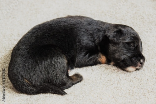 Beautiful rescued puppy sleeping after eating