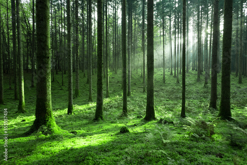 Fototapeta Naklejka Na Ścianę i Meble -  Magic sunlight in green mossy conifer tree forest landscape.