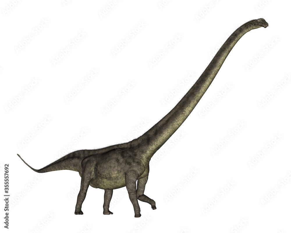 Fototapeta premium Mamenchisaurus dinosaur walk isolated in white background - 3D render