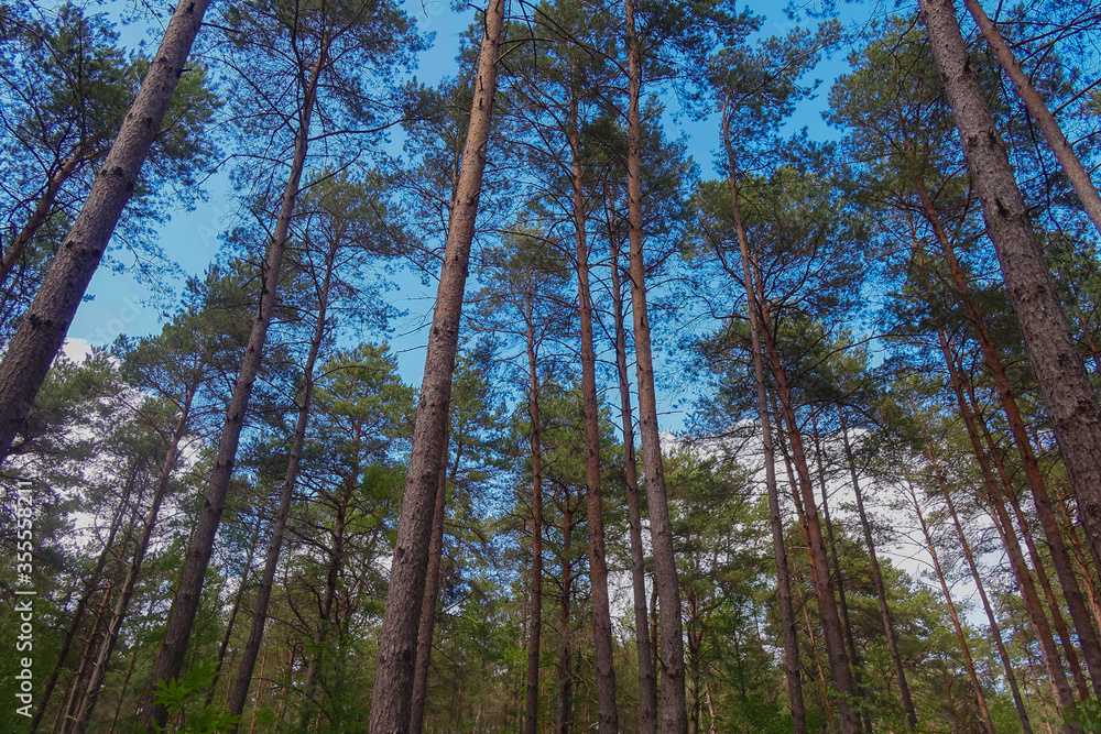 Obraz premium Forêt de Fontainebleau