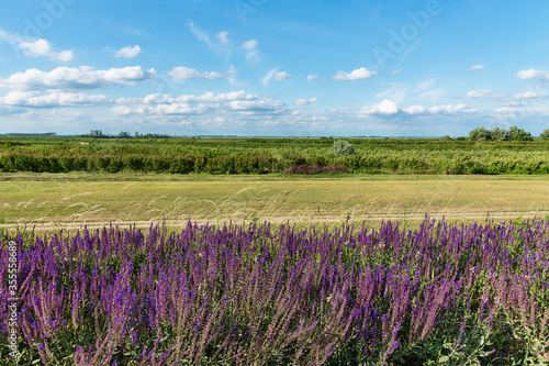 Lavender flowers blooming in a field.