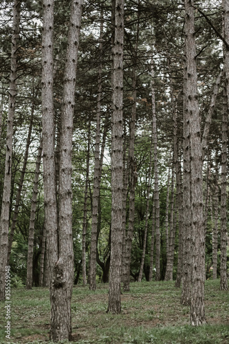 Fototapeta Naklejka Na Ścianę i Meble -  spruce fir tall trees in the park. High quality photo