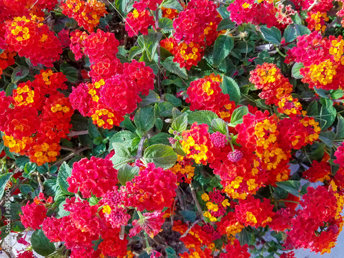 Flowerbed with red flower clusters