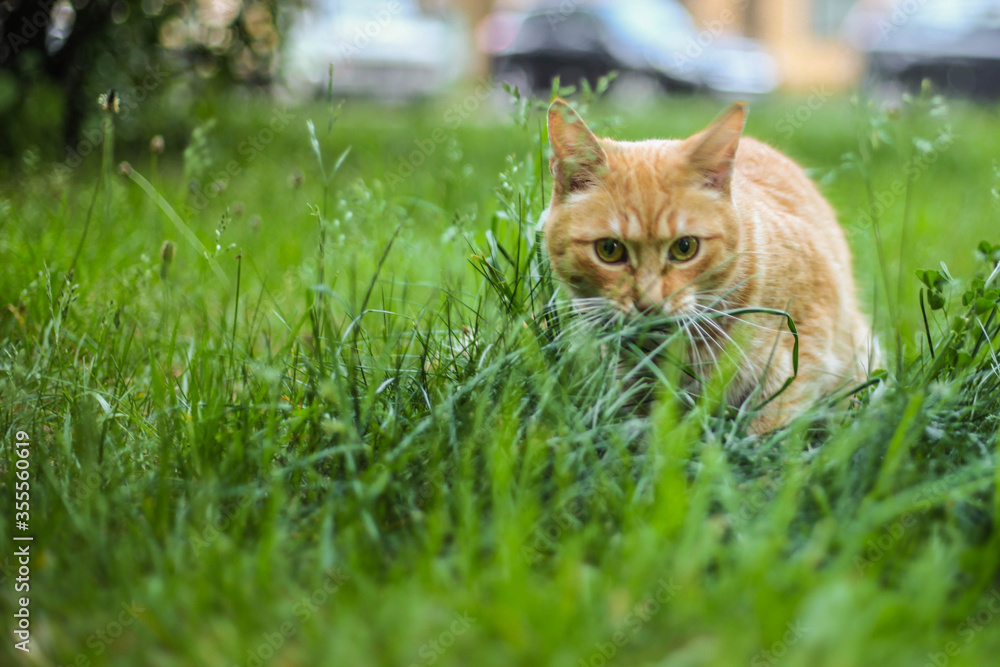 Cat in the green grass in the summer. Beautiful red cat with yellow eyes in the summer sun rays outdoors.
Copy space for text and blurred background.