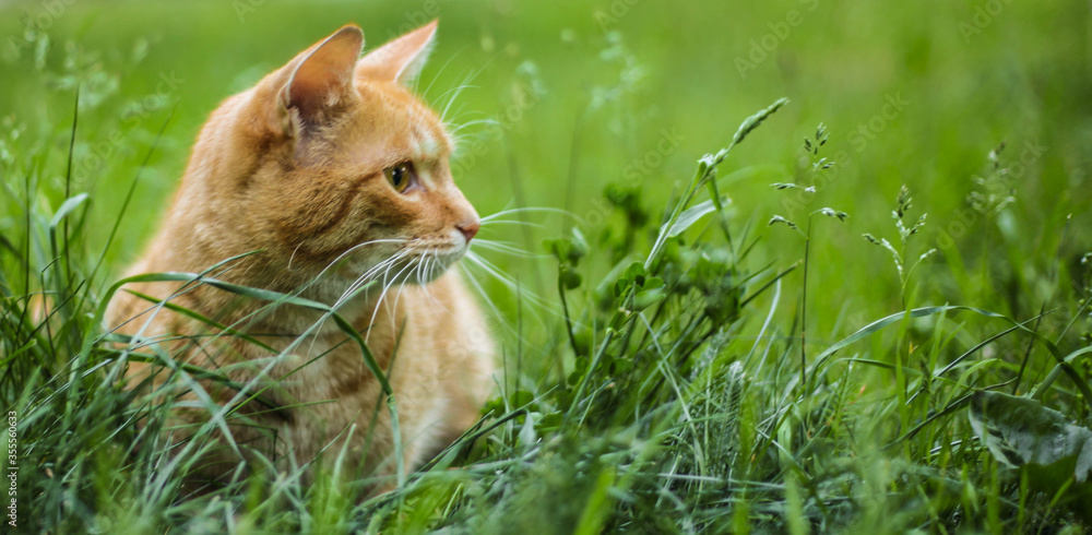 Cat in the green grass in the summer. Beautiful red cat with yellow eyes in the summer sun rays outdoors.
Copy space for text and blurred background.
