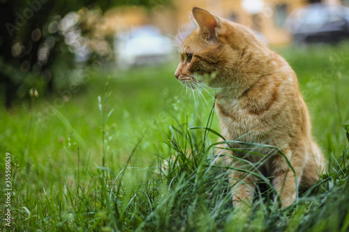 Cat in the green grass in the summer. Beautiful red cat with yellow eyes in the summer sun rays outdoors. Copy space for text and blurred background. © Natalija
