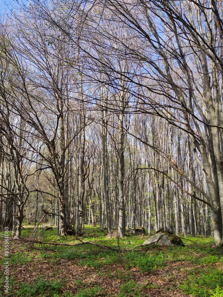 Spring landscape of Vitosha Mountain, Bulgaria