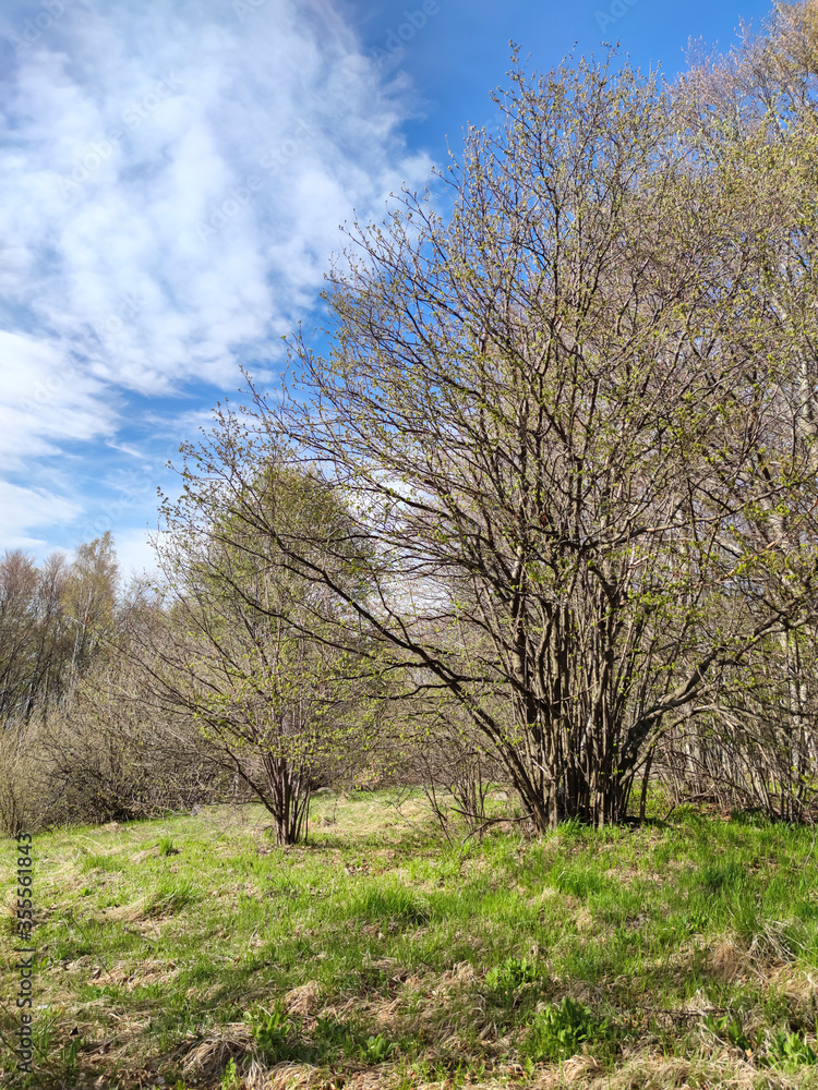 Spring landscape of Vitosha Mountain, Bulgaria Spring landscape of Vitosha Mountain, Bulgaria