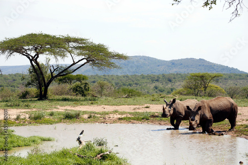 Two white rhinos in Hluhluwe - iMfolozi Park, South Africa