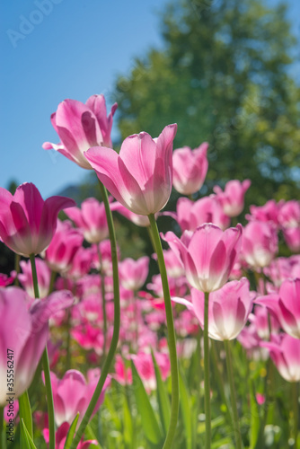Pink tulips in sunny spring day. Beautiful purple Tulips background in the garden. 