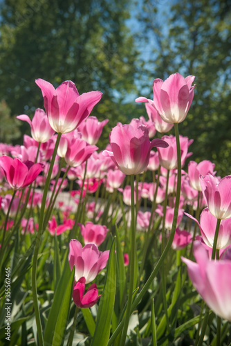 Pink tulips in sunny spring day. Beautiful purple Tulips background in the garden.  © Artemida