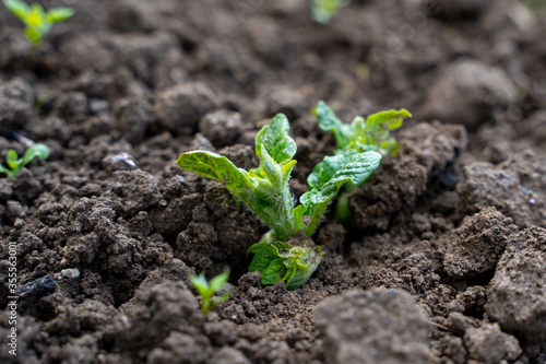 Foto a potato sprout emerges from the ground in a potato field in the spring