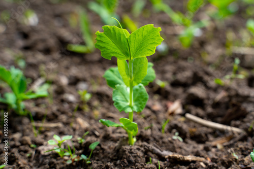 a pea sprout emerges from the ground in a potato field in the spring