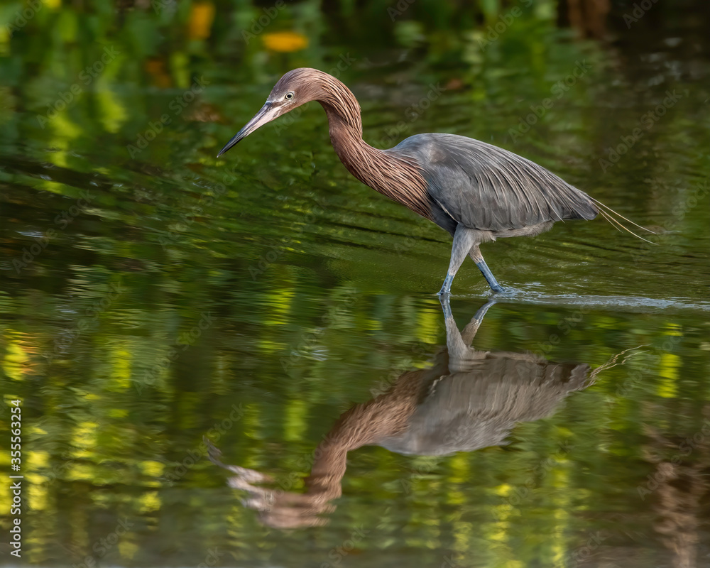 Reddish egret with a reflection hunting for food in a shallow pond Reddish egret with a reflection hunting for food in a shallow pond