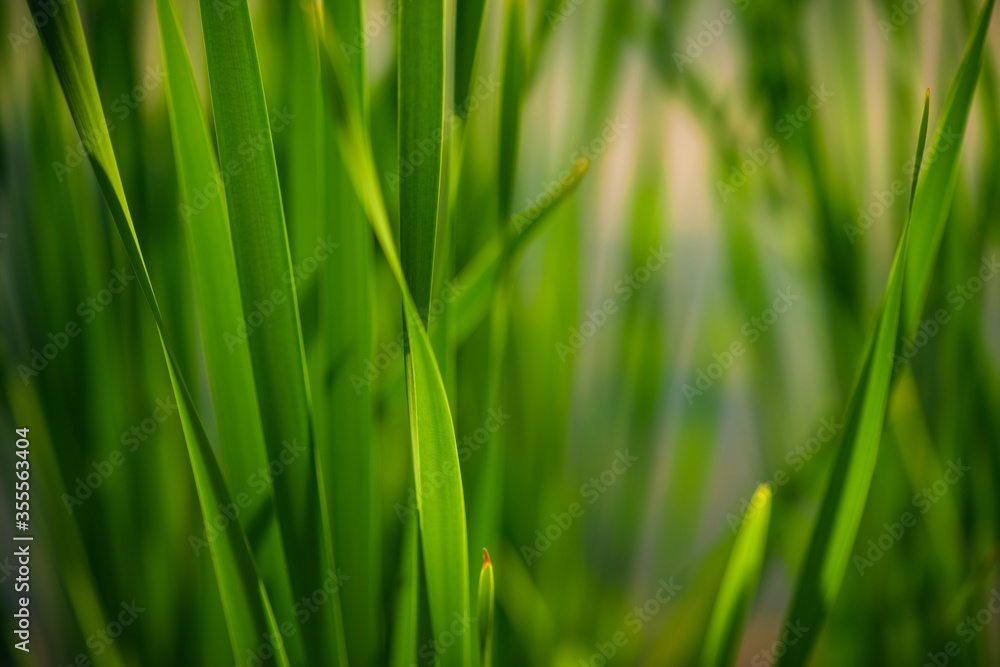 Green Grass. Close-up of bright green grass tending a breath of wind. Close-up abstract with shallow depth of field and background bokeh of brightly sunlit long bladed green and yellow plant leaves. Green Grass. Close-up of bright green grass tending a breath of wind. Close-up abstract with shallow depth of field and background bokeh of brightly sunlit long bladed green and yellow plant leaves.