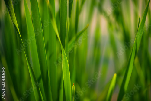 Green Grass. Close-up of bright green grass tending a breath of wind. Close-up abstract with shallow depth of field and background bokeh of brightly sunlit long bladed green and yellow plant leaves.