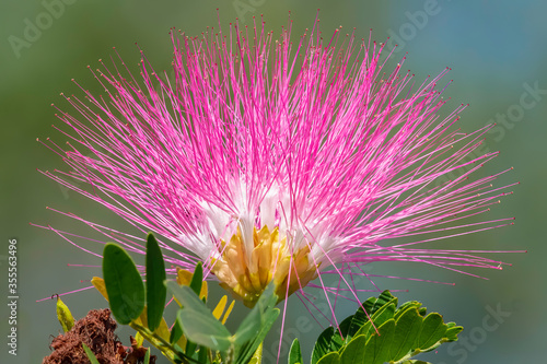 Mimosa flowers on a tree