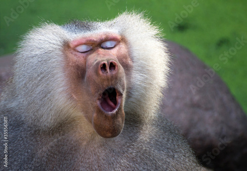 Close-up of a male baboon just waking up photo