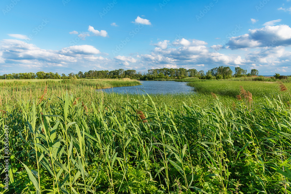 Nature Park Ponjavica in Serbia. Ponjavica Nature Park is a protected natural asset on the territory of the municipality of Pancevo, on the left bank of the lower course of the Danube River. Nature Park Ponjavica in Serbia. Ponjavica Nature Park is a protected natural asset on the territory of the municipality of Pancevo, on the left bank of the lower course of the Danube River.