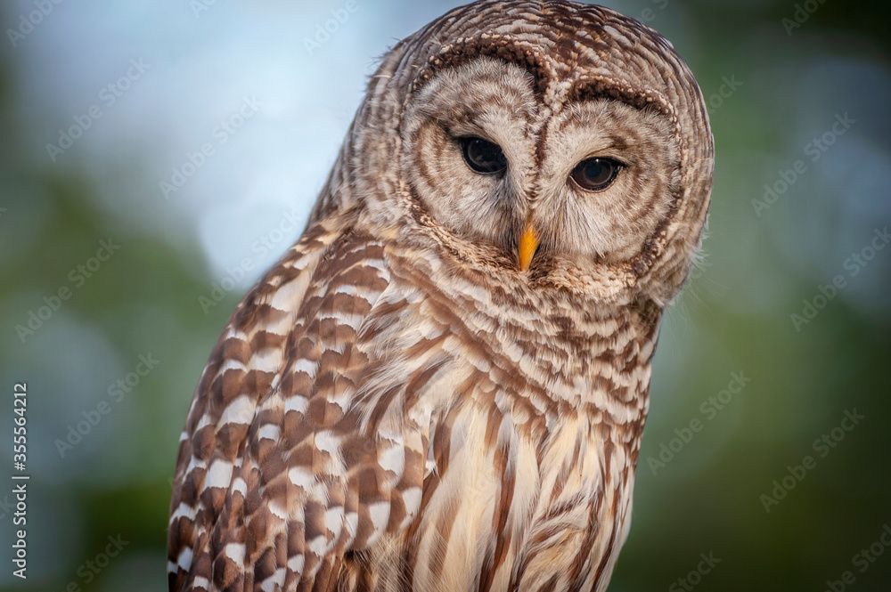 Obraz premium Barred Owl.Barred Owls may be best known for their unique vocalizations, especially the unmistakable nine-noted hoot that is often translated to sound like, “Who cooks for you? Who cooks for you all?”