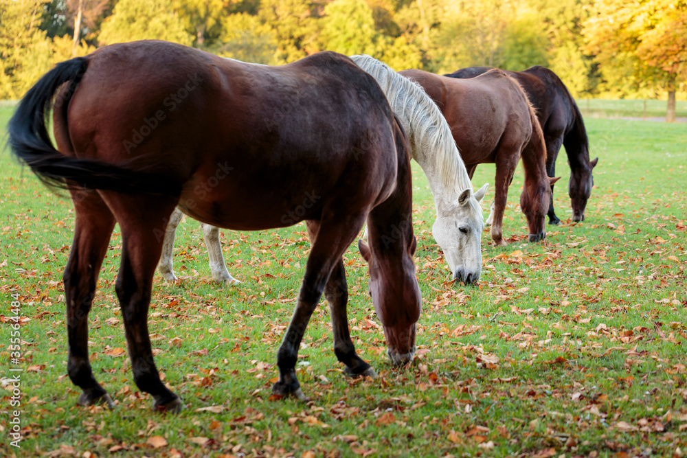 A row of beautiful horses pasturing in a meadow in Autumn A row of beautiful horses pasturing in a meadow in Autumn